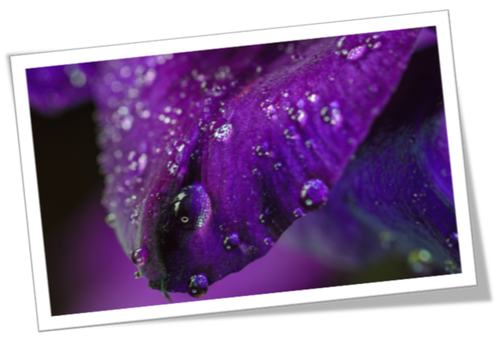 Purple_Flower_Water_Droplets